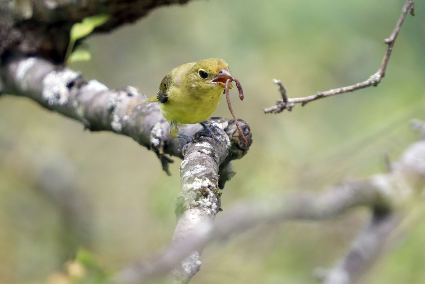 scarlet tanager eats a worm on a branch